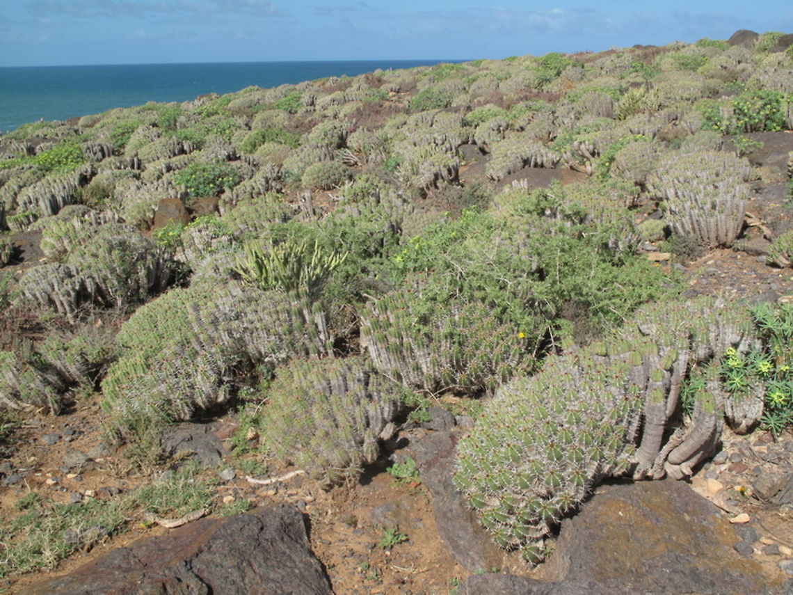Euphorbia officinarum ssp echinus Euphorbia officinarum ssp echinus forms fantastic succulent vegetation in W Morocco - Milreft on the Atlantic coast Euphorbia officinarum,Geotagged,Morocco,Spring