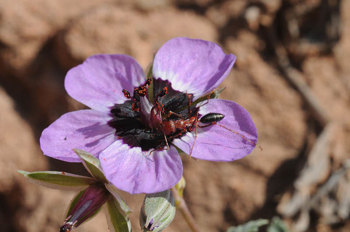 Erodium guttatum Erodium guttatum is a desert perennial, found in the Moroccan desert. Erodium guttatum,Geotagged,Morocco,Spring