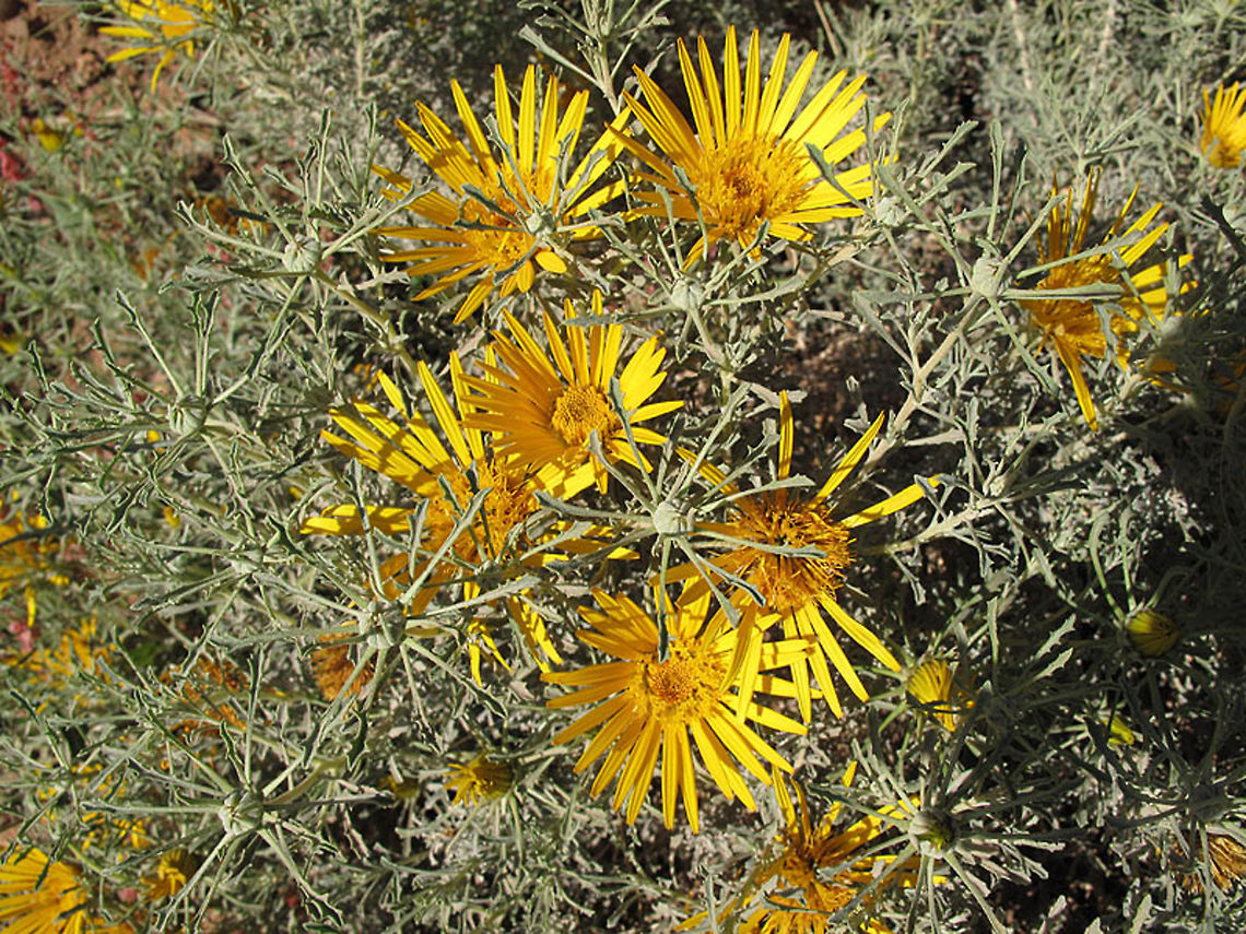 Anvillea radiata Anvillea radiata is a desert perennial. After rains it is covered by beautiful flwoering heads. Anvillea radiata,Geotagged,Morocco,Spring