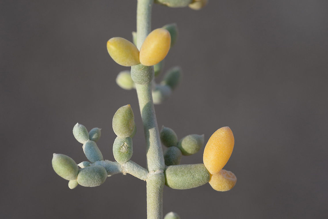 Zygophyllum album Zygophyllum album grows in desert and Mediterranean salines. S Israel, Ein Evrona Geotagged,Israel,Winter,Zygophyllum album
