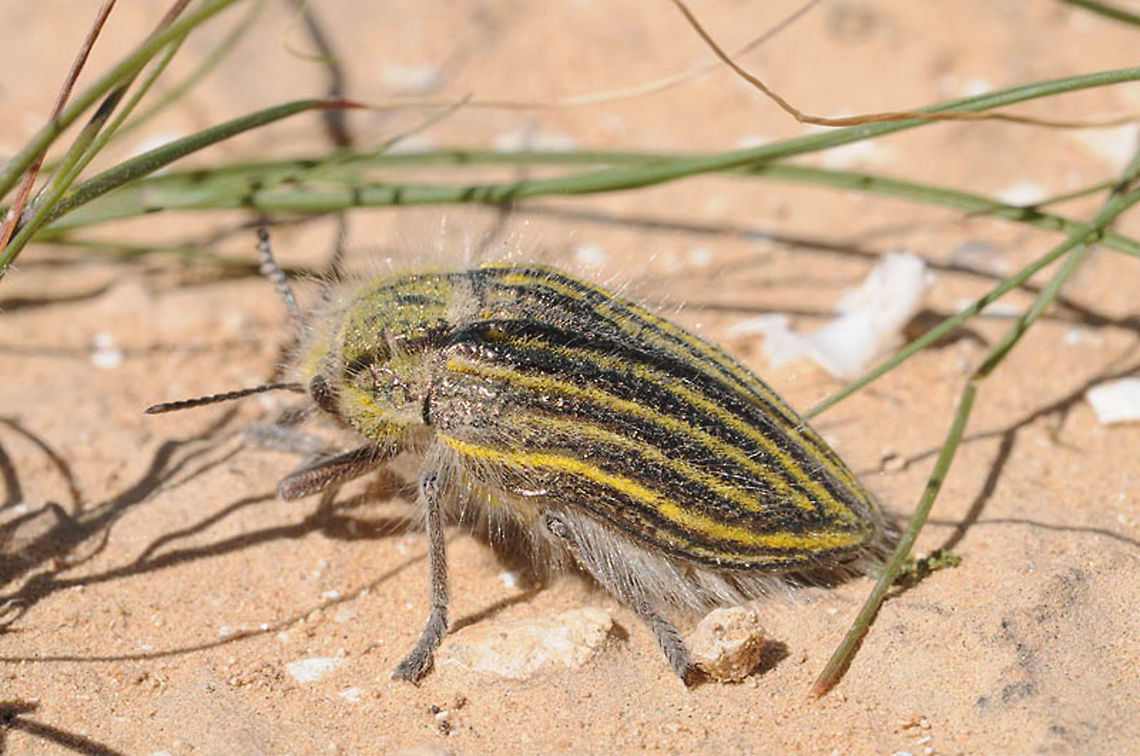 Julodis andrea sulcata We found this nice beetle in the north Negev desert - S Israel.<br />
Thanks to Oz Ritner and Christodoulos Makris for the ID. Geotagged,Israel,Julodis andreae,Winter