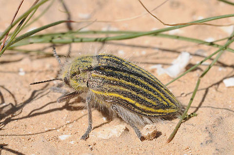 Julodis andrea sulcata We found this nice beetle in the north Negev desert - S Israel.
Thanks to Oz Ritner and Christodoulos Makris for the ID. Geotagged,Israel,Julodis andreae,Winter
