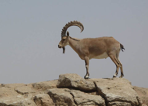 Capra nubiana A nice male on the cliffs of the Ramon Crater in S Israel.  Capra nubiana,Geotagged,Israel,Nubian ibex,Spring