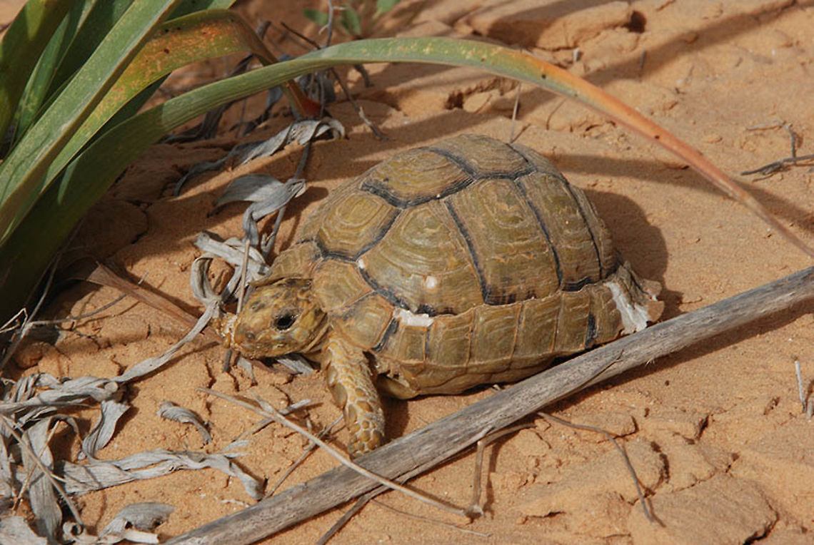 Testudo kleinmanni Testudo kleinmanni is an endangered land turtle, found in desert sands. S Israel, W Negev, Shunra Sands Geotagged,Israel,Kleinmann's tortoise,Winter,kleinmanni