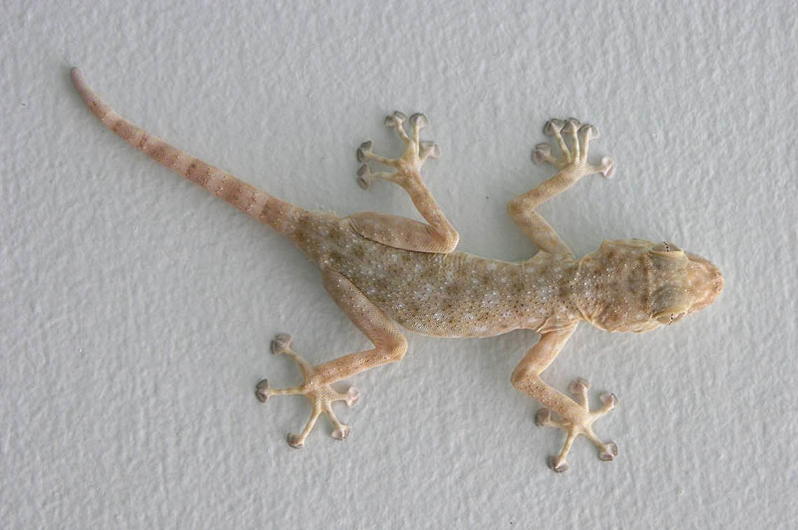 Ptyodactylus guttatus Ptyodactylus guttatus is common on the walls of S Tel-Aviv, Israel.  Geotagged,Israel,Ptyodactylus guttatus,Sinai Fan-fingered Gecko,Spring