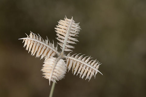 Dactyloctenium scindicum Dactyloctenium scindicum is a common grass in the w Indian deserts. Dactyloctenium scindicum,Fall,Geotagged,India