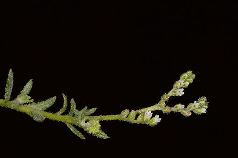 Heliotropium bacciferum Heliotropium bacciferum is a desert perennial, I have found it in W India, Rajasthan, w of Jaisalmer Fall,Geotagged,Heliotropium bacciferum,India