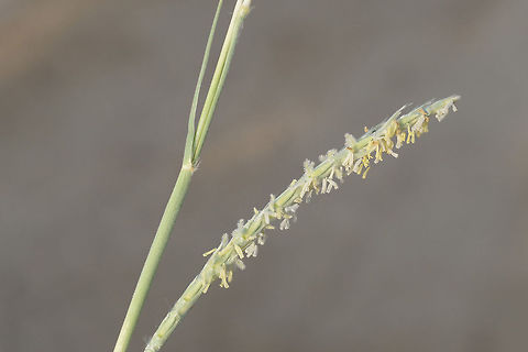Lasiurus scindicus Lasiurus scindicus is a perennial desert grass, found in sandy habitats, India, Rajasthan, w of Jaisalmer Fall,Geotagged,India,Lasiurus scindicus