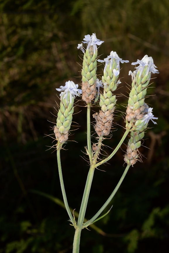 Lavandula bipinnata Lavandula bipinnata is one of the eastern most species in its genus. India, Rajasthan - Udaipur Fall,Feather-leaved lavender,Geotagged,India,Lavandula bipinnata