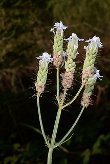 Lavandula bipinnata Lavandula bipinnata is one of the eastern most species in its genus. India, Rajasthan - Udaipur Fall,Feather-leaved lavender,Geotagged,India,Lavandula bipinnata