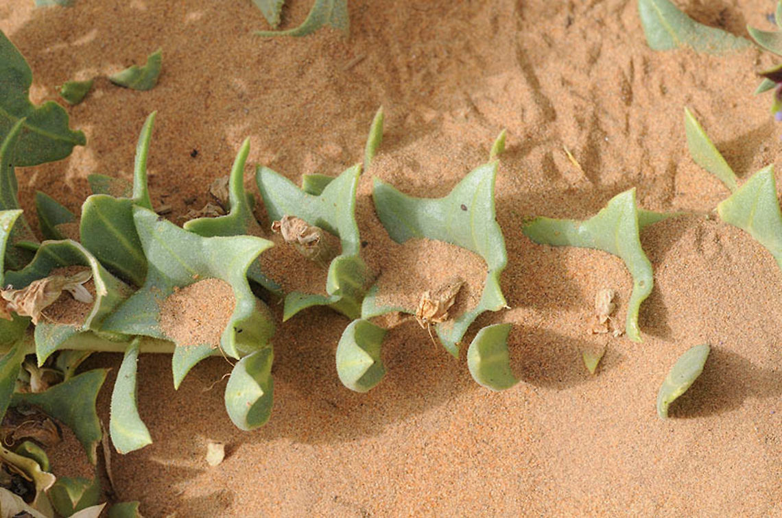 Hyoscyamus muticus Hyoscyamus muticus is a common Saharan perennial, found in sandy habitats. Here you can see the fruiting calyxes partly buried in sand.  Morocco: Mezuga Sands. Egyptian Henbane,Geotagged,Hyoscyamus muticus,Spring