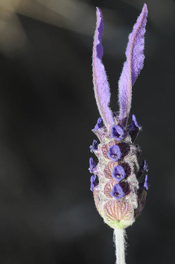 Lavandula pedunculata ssp atlantica A beautiful mountainous lavender from Morocco: Atlas Mts. Algeria,Geotagged,Lavandula pedunculata,Morocco,Spring,pedunculata