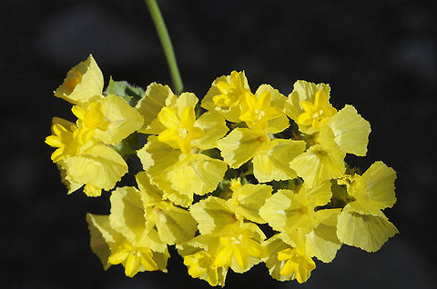 Limonium bonduelli Limonium bonduelli is one of the only yellow flowered limoniums. It grows inland in arid Morocco. Geotagged,Limonium bonduelli,Morocco,Spring