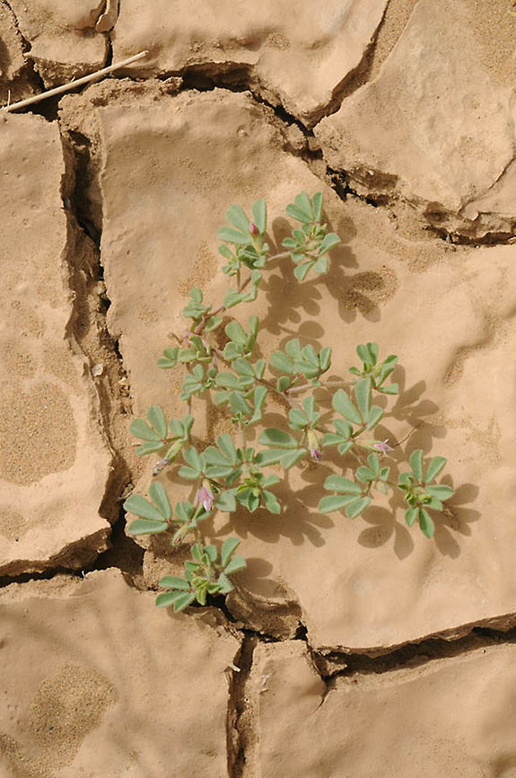 Lotus glinoides Lotus glinoides  is a small annual of the extreme Saharan Deserts. Morocco: Mezuga Geotagged,Lotus glinoides,Morocco,Spring,glinoides