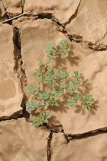 Lotus glinoides Lotus glinoides  is a small annual of the extreme Saharan Deserts. Morocco: Mezuga Geotagged,Lotus glinoides,Morocco,Spring,glinoides