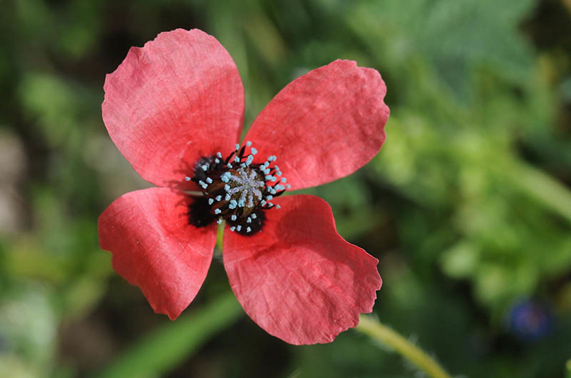 Papaver hybridum Papaver hybridum is a common Mediterranean annual. It has small pinkish-red flowers and bluish pollen. Morocco: N of Essaouira Geotagged,Morocco,Papaver hybridum,Sad poppy,Spring