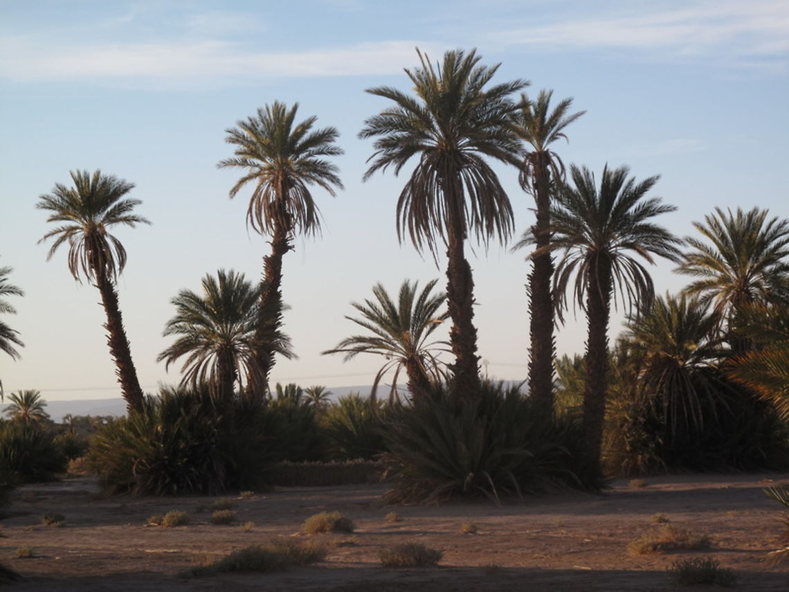 Phoenix dactylifera Phoenix dactylifera (date palm) is native to the Saharan oases. Morocco, Mhamid Date palm,Geotagged,Morocco,Phoenix dactylifera,Spring