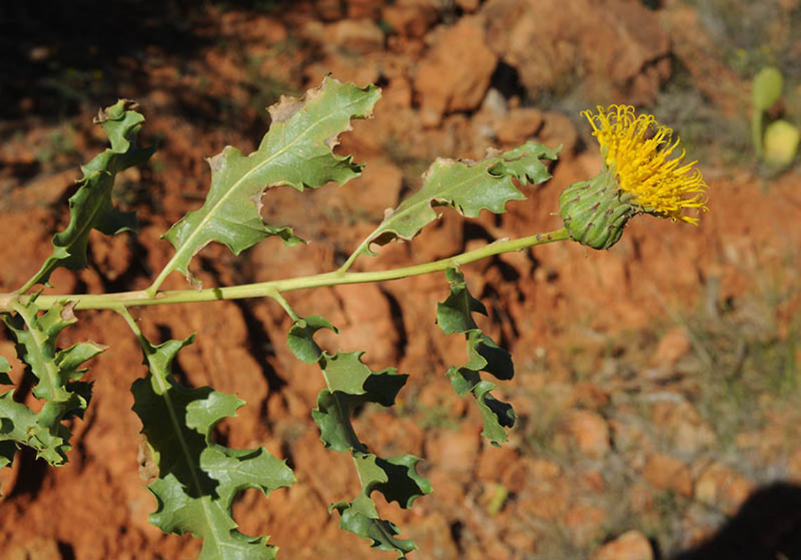 Warionia saharae Warionia saharae is a perennial endmic N Africa. This picture was taken in Morocco, Anti-Atlas, w of Tafraut, 1300m Geotagged,Morocco,Spring,Warionia,Warionia saharae