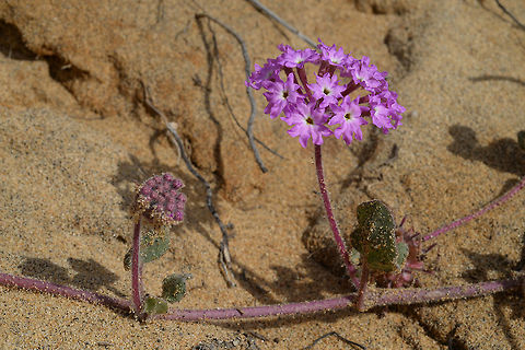 Abronia umbellata Abronia umbellata is a creeping annual of California. USA, S California, Torrey Pine State Park Abronia umbellata,Geotagged,Pink Sand Verbena,United States,Winter