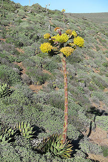 Agave parryi Agave parryi grows in S California and Baja California. This picture was taken in Mexico, Baja California, Punta Banda Peninsula Agave parryi,Geotagged,Mexico,Parry's Agave,Winter