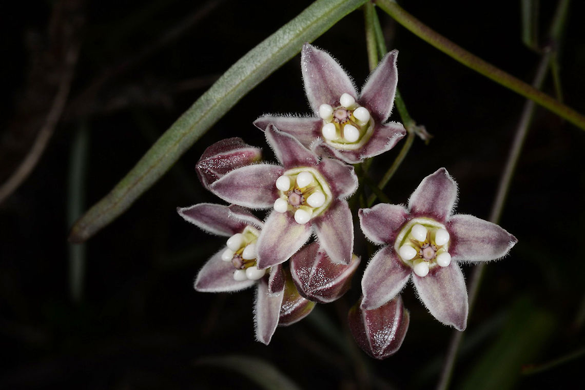 Funastrum cynanchioides Funastrum cynanchioides is a climber of the Apocynaceae plant family. USA, S California, Torrey Pine State Park Funastrum cynanchoides,Geotagged,United States,Winter