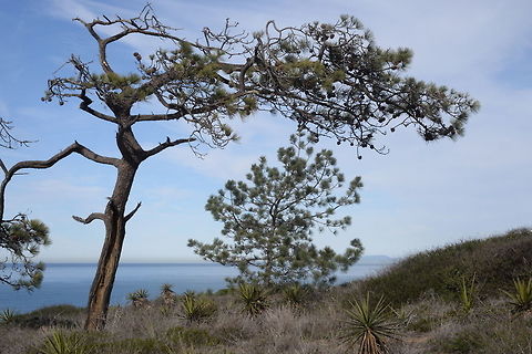 Pinus torreyana Pinus torreyana is an endangered pine of coastal California. This picture was taken in USA, S California, Torrey Pine State Park Geotagged,Pinus torreyana,Torrey Pine,United States,Winter