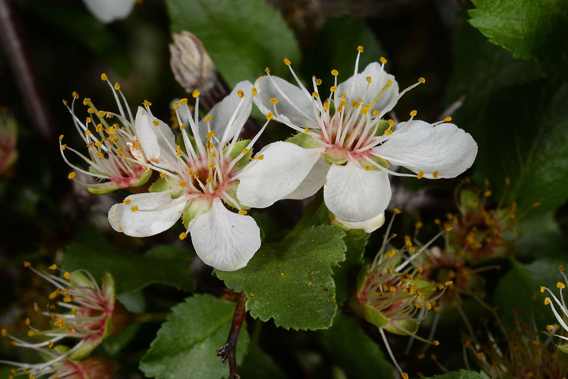 Prunus fremontii Prunus fremontii is a North American deciduous wild plum. USA, Palm Springs, Tahquitz Canyon Desert Apricot,Geotagged,Prunus fremontii,United States,Winter