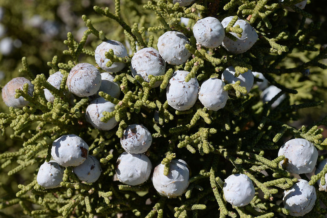 Juniperus californica Juniperus californica is a small juniper of ardi semideserts. California, Anza Borego desert Fall,Geotagged,Juniperus californica,United States,californica