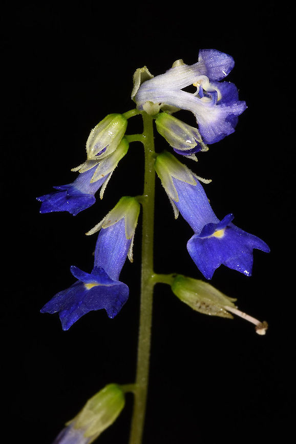 Rhynchoglossum oblicuum I found Rhynchoglossum oblicuum in E India, Sikkim, near Namchi Fall,Geotagged,India,Rhynchoglossum obliquum,Small Flowered Rhynchoglossum