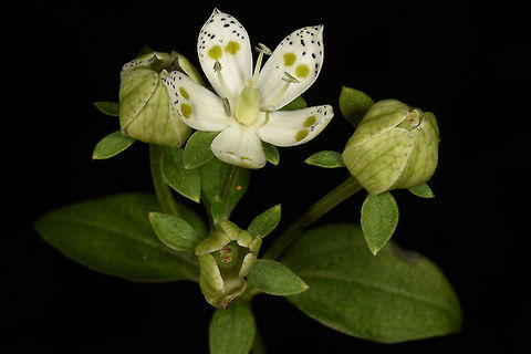 Swertia bimaculata I found Swertia bimaculata in forest edges in W India, Sikkim, near Pelling Fall,Geotagged,India,Swertia bimaculata,bimaculata