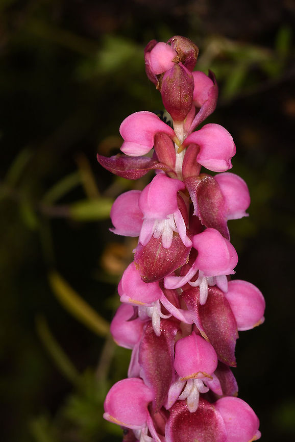 Satyrium nepalense Satyrium nepalense is a terrestrial orchid of the Himalayas. w India, Sikkim, road to Lake Tzomgo 3000m Fall,Geotagged,India,Satyrium nepalense