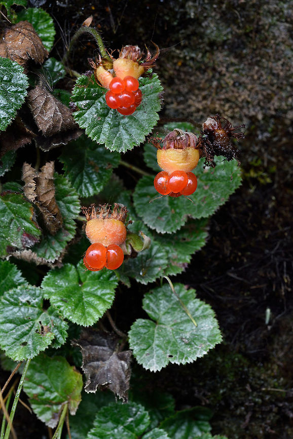 Rubus calycinus Rubus calycinus is a small wild berry of the Himalayas,. W India, Sikkim, road to Lake Tzomgo 3000m Fall,Geotagged,India,Rubus calycinus,calycinus