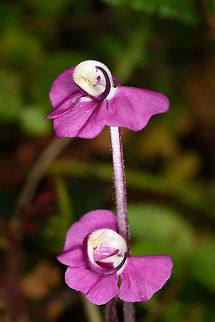 Pedicularis siphonantha Pedicularis siphonantha is peculiar in its genus, since it is one flowered. W India, Sikkim, road to Lake Tzomgo 3350m Fall,Geotagged,India,Pedicularis siphonantha