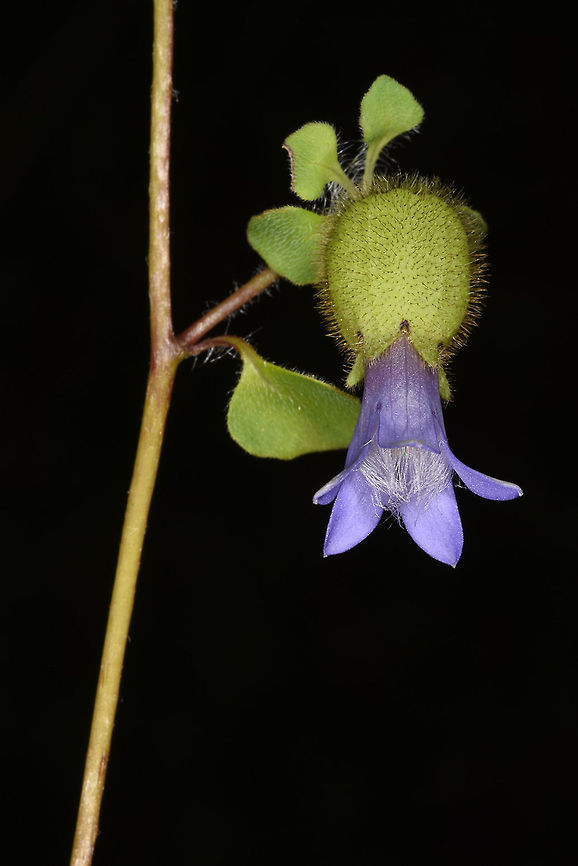 Cyananthus inflatus Cyananthus inflatus has inflate calyx. The genus is close to the genus Campanula. W India, Sikkim, road to Lake Tzomgo 3350m Cyananthus inflatus,Fall,Geotagged,India
