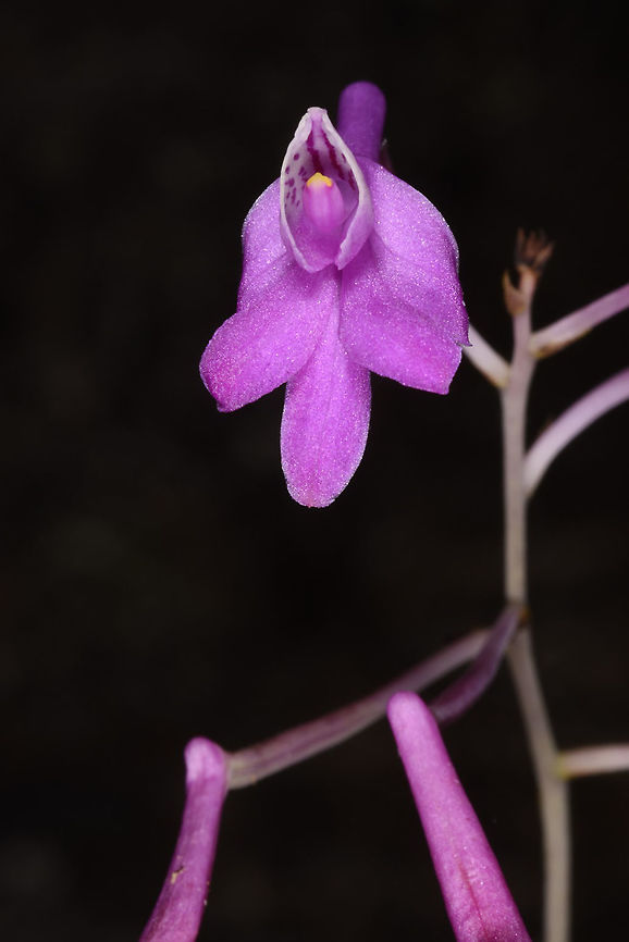 Anthogonium gracile Anthogonium gracile is a strange terrestrial orchid of the Himalayas. Its lip is unusually on top of the flower. W India, Sikkim, Yuksom Anthogonium gracile,Anthogonium筒瓣兰 tong ban lan,Fall,Geotagged,India