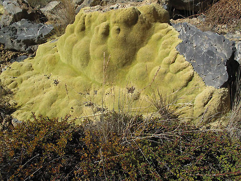 Thylacospermum caespitosum Thylacospermum caespitosum is a stone-like plant of the very high Himalayas. India, Jispa - Leh Pass 4700m Geotagged,Summer,Thylacospermum caespitosum