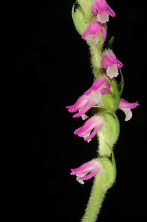 Spiranthes sinensis Spiranthes sinensis is a terrestrial orchid that blooms in autumn. India, above Manali 2650m Chinese spiranthes,Geotagged,India,Summer,sinensis