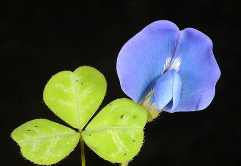 Parochetus communis Parochetus communis is a creeping perennial pea of the Himalayas. India, above Manali 2650m Geotagged,India,Parochetus communis,Summer