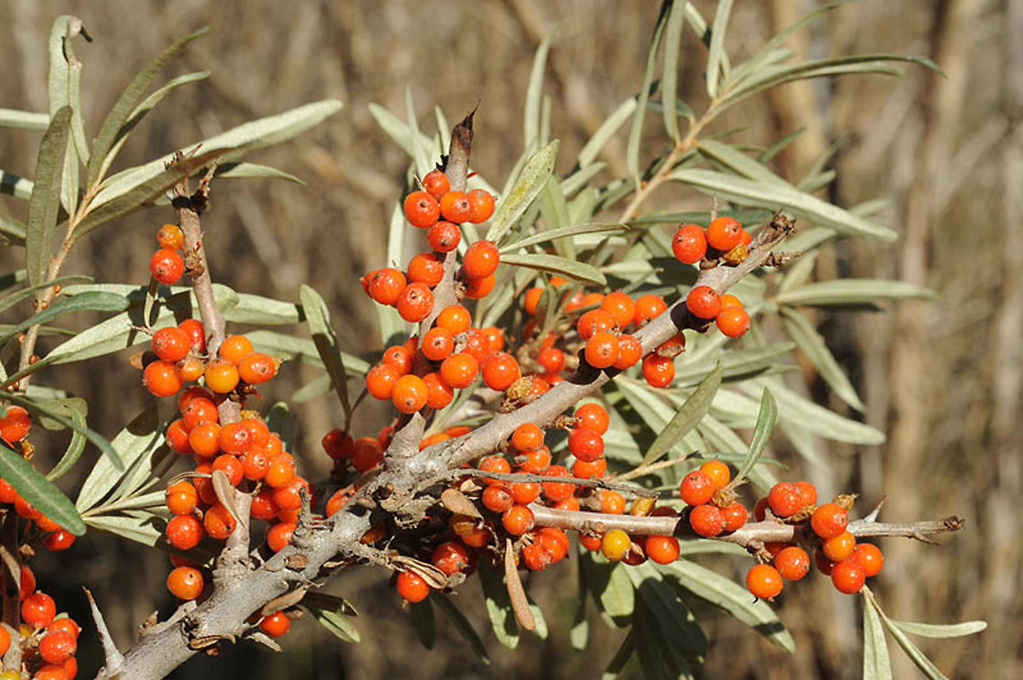 Hippophae rhamnoides Hippophae rhamnoides is a common Asian shrub or small tree. Its small red fruits are consumed by autumnal migratying birds and hence the seeds are dispersed. India, Jispa area (Manali - Leh), 3500m Common sea buckthorn,Geotagged,Hippophae rhamnoides,India,Summer