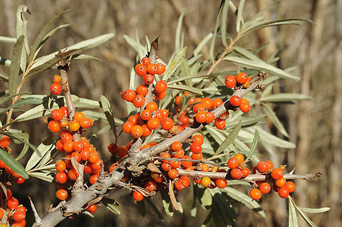 Hippophae rhamnoides Hippophae rhamnoides is a common Asian shrub or small tree. Its small red fruits are consumed by autumnal migratying birds and hence the seeds are dispersed. India, Jispa area (Manali - Leh), 3500m Common sea buckthorn,Geotagged,Hippophae rhamnoides,India,Summer