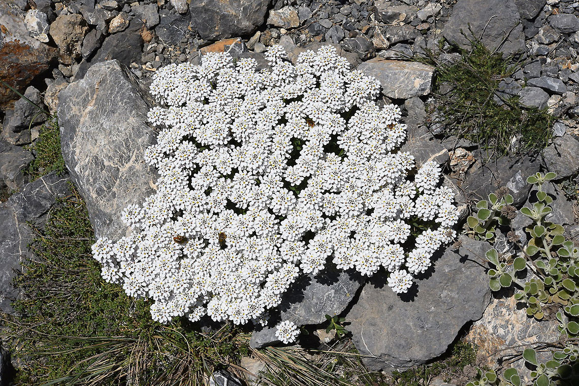 Iberis sempervirens Iberis sempervirens is the only perennial species in its genus. Turkey, G&ouml;k&ccedil;edağ near Osmaniye Geotagged,Iberis sempervirens,Spring,Turkey