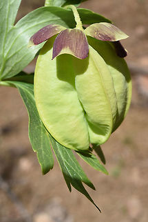 Helleborus vesicarius Helleborus vesicarius has inflate fruits, It is forund in S Turkey and N syria. This picture was taken in S Turkey, Gökçedağ near Osmaniye Geotagged,Helleborus vesicarius,Spring,Turkey
