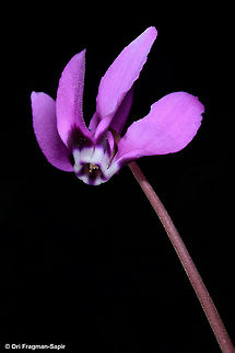 Cyclamen pseudibericum Cyclamen pseudibericum is one of the most beautiful wild cyclamens, Turkey, Mt Duldul Cyclamen pseudibericum,Geotagged,Spring,Turkey
