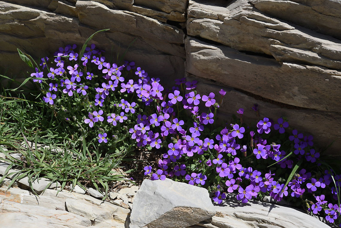 Aubrieta deltoidea Aubrieta deltoidea is a common perennial of the E Mediterranean Mts. Turkey, Eğri G&ouml;l Aubrieta deltoidea,Geotagged,Spring,Turkey,deltoidea