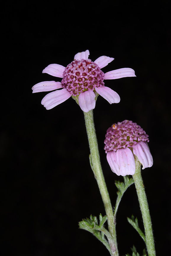 Anthemis pestalozzae Anthemis pestalozzae is a Turkish endemic. It is a delightful small flower. Turkey, near Akseki Anthemis pestalozzae,Geotagged,Spring,Turkey