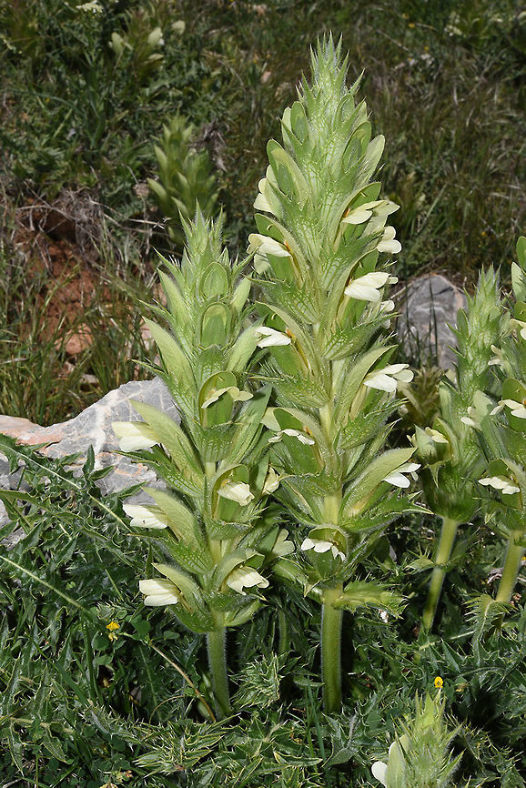 Acanthus hirsutus Acanthus hirsutus is an east Mediterranean perennial. Turkey, road to Ermenek Acanthus hirsutus,Geotagged,Spring,Turkey