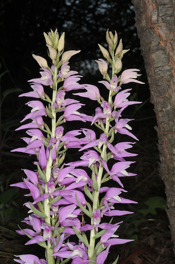 Cephalanthera kurdica Cephalanthera kurdica is a perennial orchid, Turkey, Antalya - near Gundogmus Cephalanthera kurdica,Geotagged,Spring,Turkey
