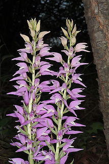 Cephalanthera kurdica Cephalanthera kurdica is a perennial orchid, Turkey, Antalya - near Gundogmus Cephalanthera kurdica,Geotagged,Spring,Turkey