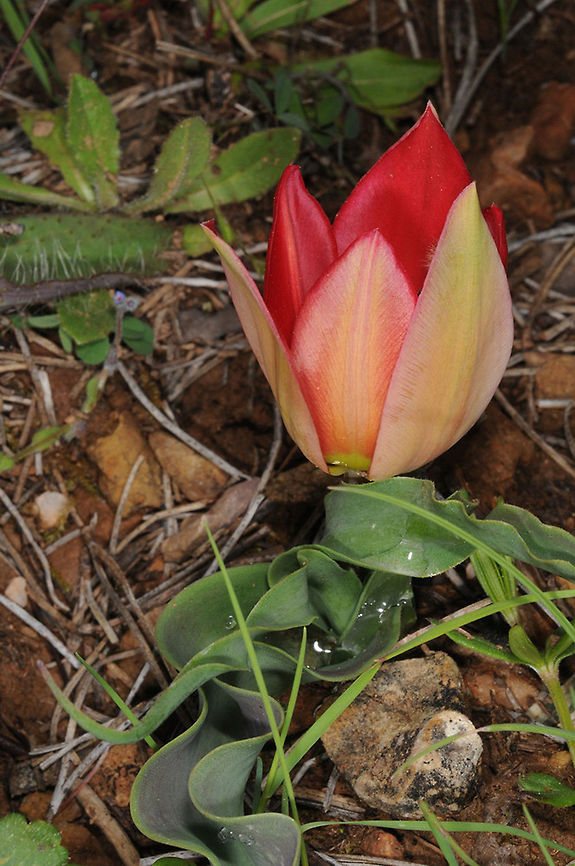 Tulipa orphanidea Tulipa orphanidea is a common small E Mediterranean tulip. Turkey, hills west of Marmaris Geotagged,Spring,Tulipa orphanidea,Turkey,orphanidea
