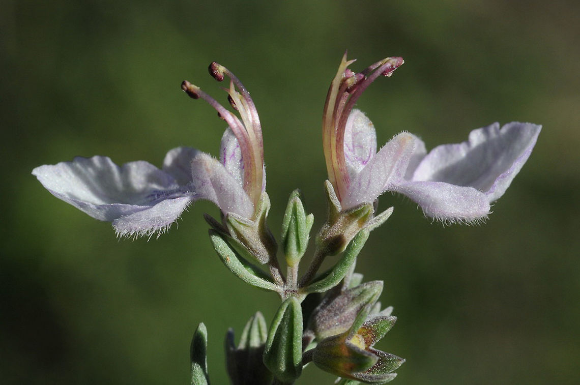 Teucrium brevifolium  Geotagged,Spring,Teucrium brevifolium,Turkey